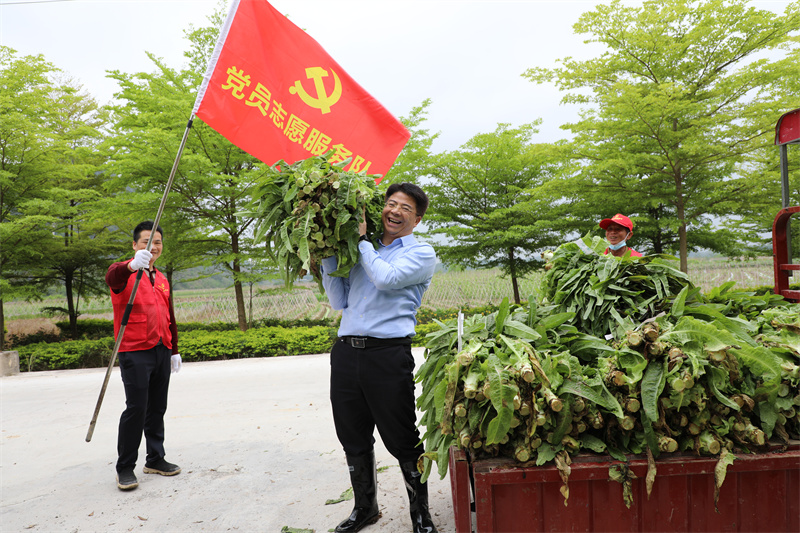 韦义勇帮助农户搬运莴笋.jpg